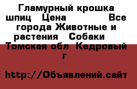 Гламурный крошка шпиц › Цена ­ 30 000 - Все города Животные и растения » Собаки   . Томская обл.,Кедровый г.